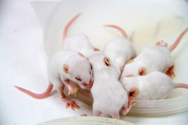 White Baby Mice Bunched Together 800